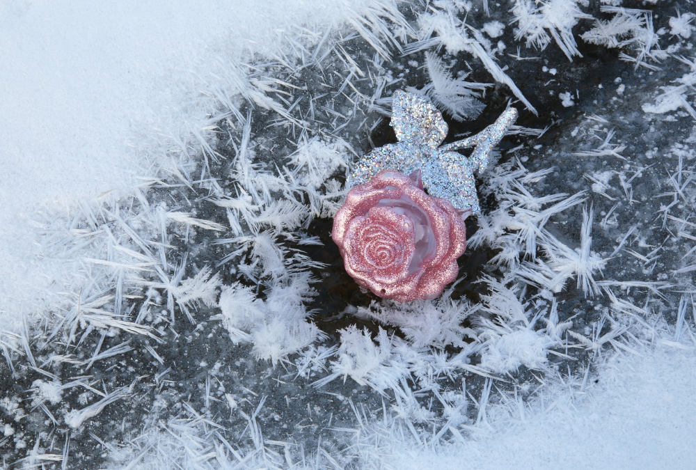 Ledus roze